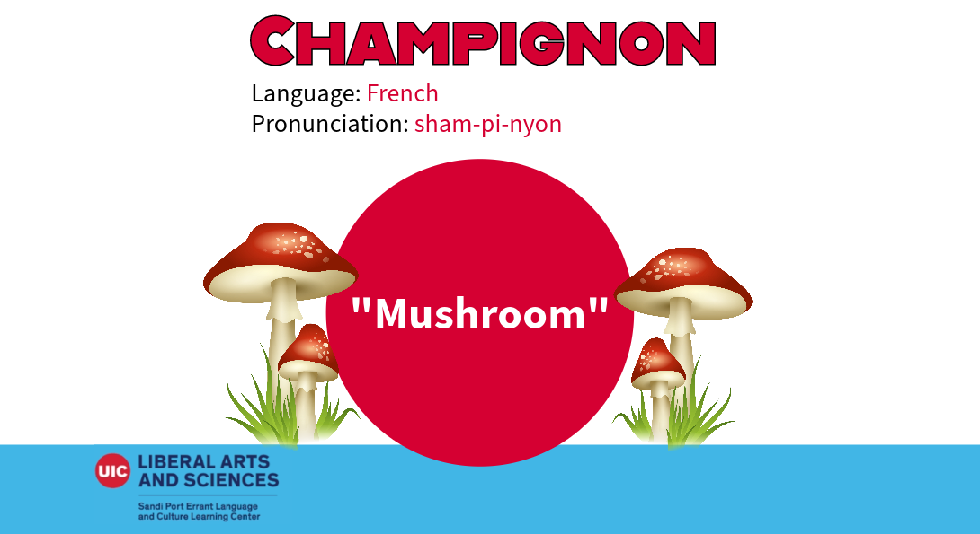 Champignon, from French. Meaning mushroom. There are four illustrated mushrooms beside the English definition