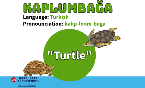 Kaplumbağa, from Turkish, meaning 